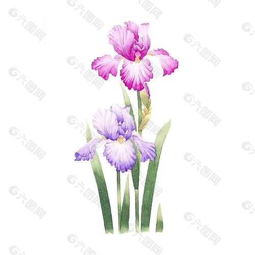 位圖 寫(xiě)意花卉 植物 花朵 免費(fèi)素材