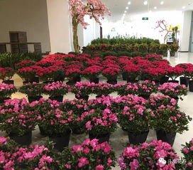 多種年宵花集中展銷 花卉文創(chuàng)精品平價(jià)搶購