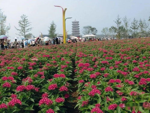 繁星花 壁畫2020 新花色,你最愛哪一款 新品