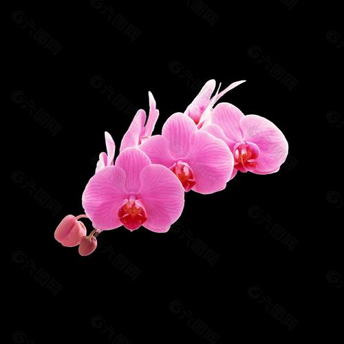 位圖 寫實花卉 植物 花朵 免費素材