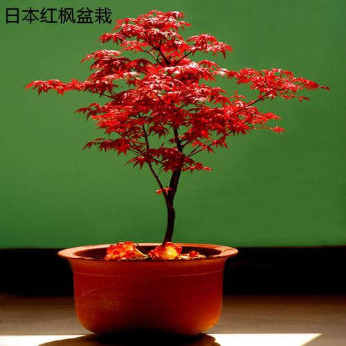 日本紅楓苗 美國(guó)紅楓苗 紅楓小苗 花卉植物盆栽 四季種植-圖1