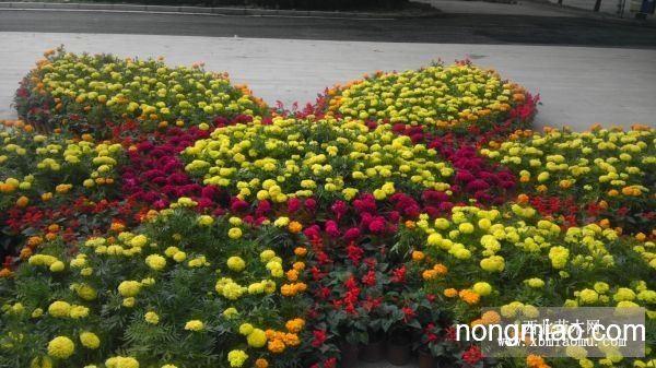 太原花壇擺放太原花草擺放|花卉圖片及價格-太原花卉租擺-景盛園藝