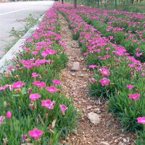 東北耐寒宿根花卉歐石竹街道小區(qū)公園綠化工程做花海廠家批發(fā)供應(yīng)
