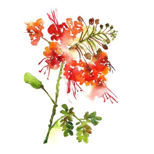 位圖植物寫意花卉花朵免費素材