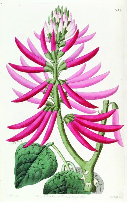 花卉藝術(shù)微噴