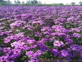 草花種子種苗價格 草花種子種苗批發 草花種子種苗廠家
