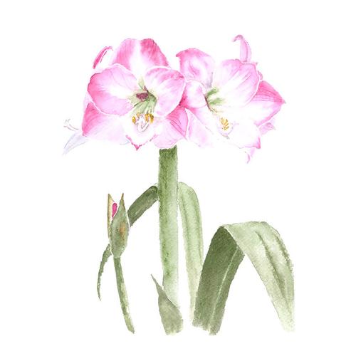 位圖 植物 寫意花卉 花朵 免費素材
