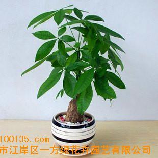 武漢花卉植物租賃(圖)