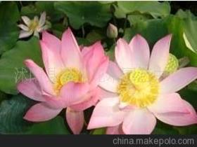 荷花種子價(jià)格 荷花種子批發(fā) 荷花種子廠家