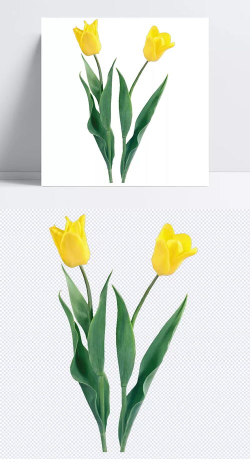 鮮花郁金香 產品實物,鮮花,花,黃花,花草,植物,花朵,綠葉,攝影,生物世界,郁金香,產品實物,設計元素 惠安男子
