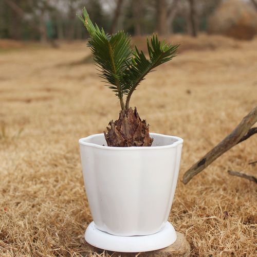 小鐵樹 綠植水培植物小盆栽花卉室內(nèi)辦公桌觀葉盆景防輻射吸甲醇