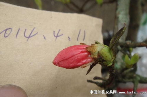 精品樹(shù) 5 杜鵑帶花苞 ,花正開(kāi),說(shuō)明中有花圖