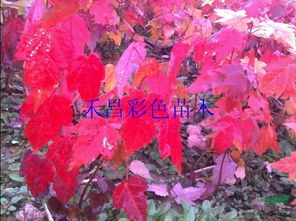 供應(yīng)喬木美國(guó)紅楓,美國(guó)紅楓小苗直銷(xiāo)基地,河南美國(guó)紅楓批發(fā)價(jià)格