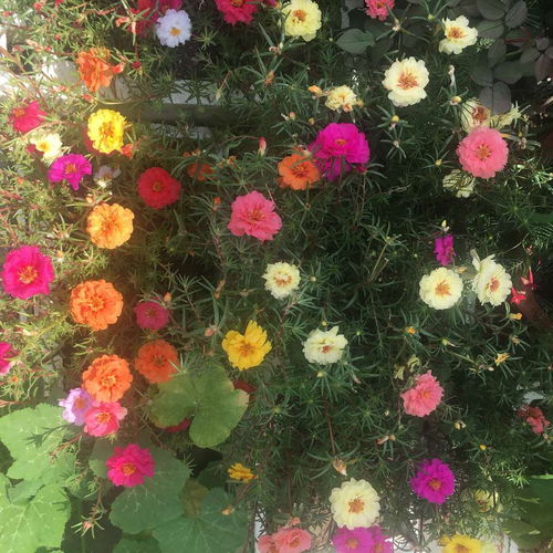 養(yǎng)花人都喜歡的2種 重瓣 花卉,譽(yù)為 開(kāi)花機(jī)器 ,1年開(kāi)200天