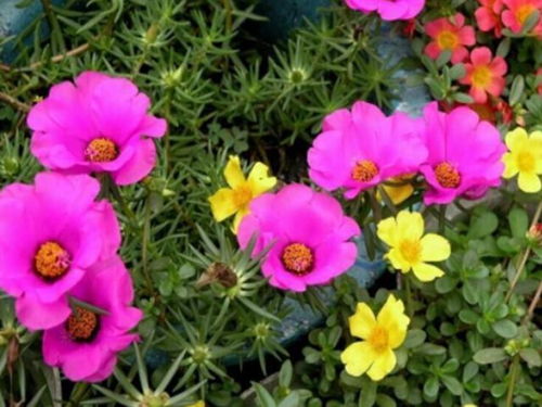 4種花太漂亮了,美麗若玫瑰,四季都開(kāi)花,室內(nèi)也能養(yǎng)