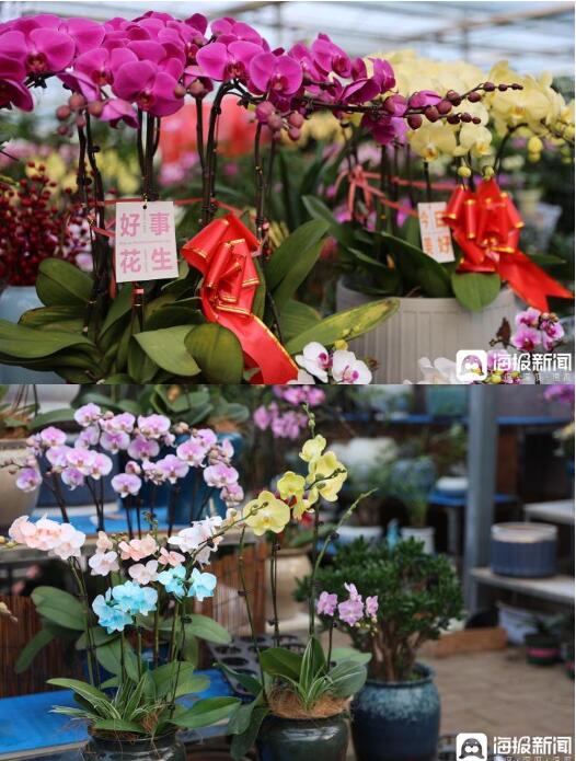 山東日照 花卉市場 年味兒 正濃