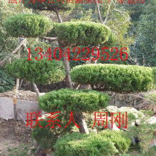 地龍柏盆景價格 地龍柏盆景公司 圖片 視頻