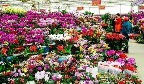 萬紫千紅,百花爭艷,春節(jié)將至,快給你的家里添點春色 花卉