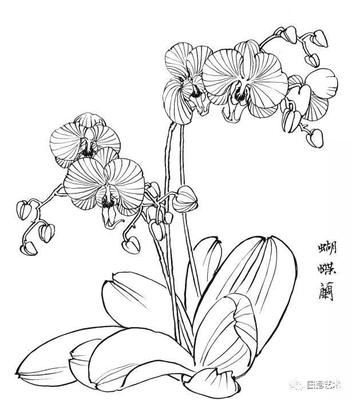 白描花卉圖譜選頁欣賞(3)