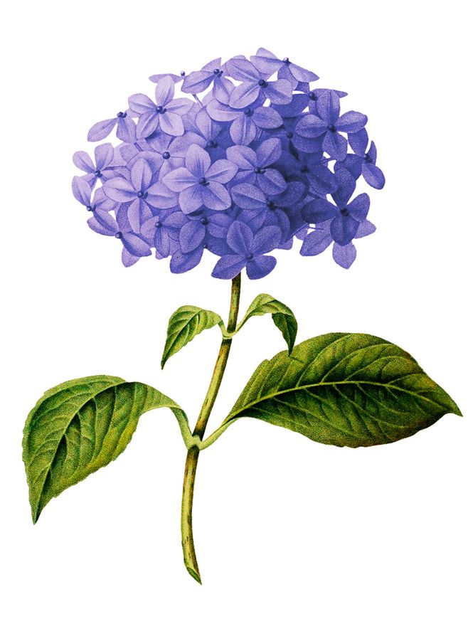 彩鉛花卉