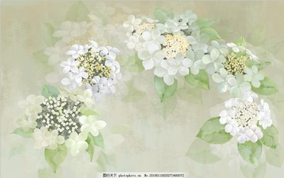花卉插畫