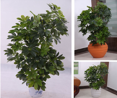 【北京周邊綠植花卉租賃、北京林昊欣達(圖)、綠植花卉租賃費用】價格_廠家_圖片 -