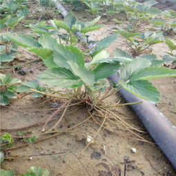 新聞 商洛紅顏草莓苗 廠家直銷