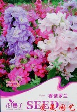 【紫羅蘭植物】最新最全紫羅蘭植物 產品參考信息
