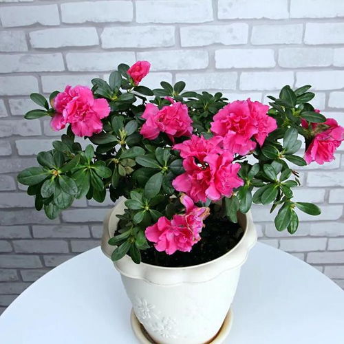 西洋杜鵑 植株挺拔緊湊,花朵碩大,花色豐富,盆栽花卉精品