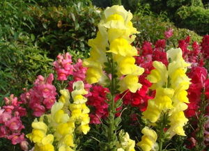 喜歡菊花,不如養(yǎng)盆 花中精品 金魚草,花型奇特,花艷迷人