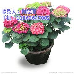 德宏精品繡球 阿一花卉 哪里有精品繡球