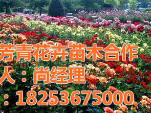 景區(qū)綠化工程 景區(qū)綠化工程圖片 芳青花卉苗 優(yōu)質(zhì)商家