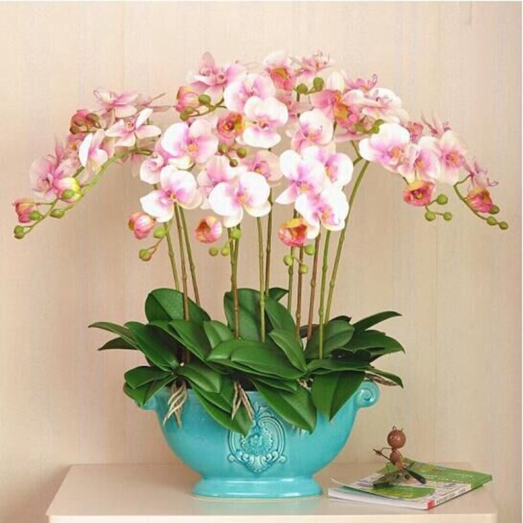 盆栽花卉圖片大全 適合室內(nèi)養(yǎng)的盆栽花卉產(chǎn)品圖欣賞【15圖
