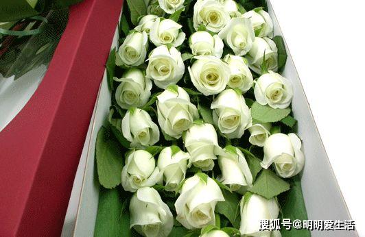 喜歡菊花,不如養盆 精品玫瑰 坦尼克,花開花朵肥碩,四季開花