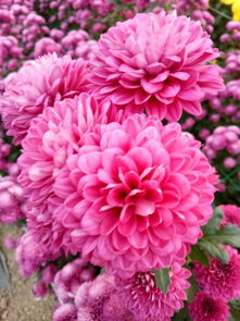 湖熟菊花園 菊花精品館成人票真的很不錯 花品種多,真的特別 驢媽媽點評