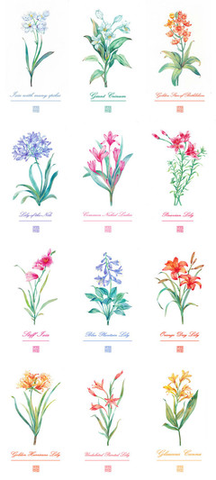 【百合花合集】水彩 插畫 教程 花卉 植物 小清新 手繪 圖源網絡 侵刪 by 墨巷懷人