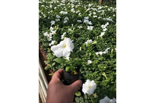 長春十五公分牽牛花怎么收費