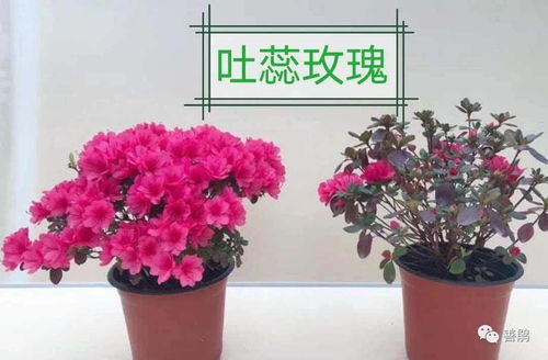 杜鵑花盆栽植物花卉觀花植物 180型盆