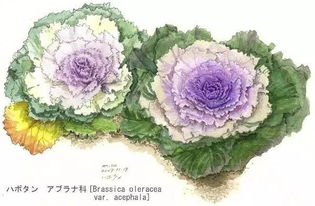 手繪 植物花卉 ,陪你做生活的設計師