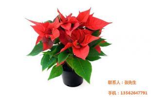 烏蘭察布盆花,大盆花,文濤花卉苗木(優質商家)_農副產品_世界工廠網