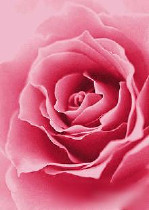 日照市花卉公司批發_花卉公司供應_花卉公司廠家 - 