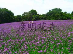 濰坊口碑好的柳葉馬鞭草廠家直銷:貴州柳葉馬鞭草圖片|濰坊口碑好的柳葉馬鞭草廠家直銷:貴州柳葉馬鞭草產品圖片由青州市彥明花卉苗木種植專業合作社公司生產提供-