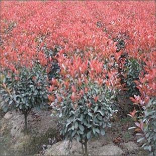 供應主營 苗木花卉 雪松 廣玉蘭 香樟_農副產品_世界工廠網中國產品信息庫
