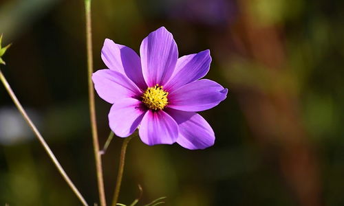 蘭州花卉