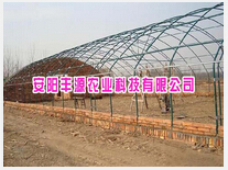 花卉大棚廠家,花卉種植價格,養花大棚成本圖片|花卉大棚廠家,花卉種植價格,養花大棚成本產品圖片由安陽豐源利農科技公司生產提供-