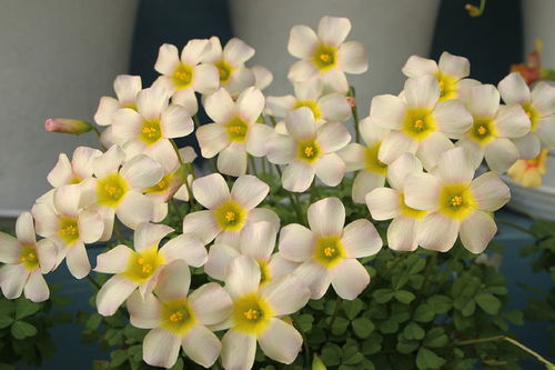 此款花卉,好養易爆盆,花朵開正旺,隨手一養就爆盆,開成小花園