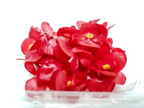 西班牙innoflower 我們有世界上種類最多的食用花卉產(chǎn)品 每周國際花訊