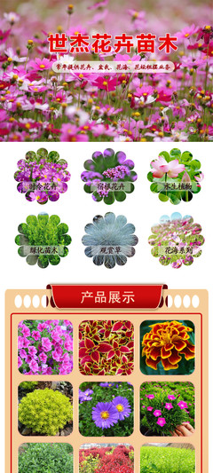花卉租擺國慶菊 世杰 國慶菊供應(yīng)商 國慶菊價(jià)格 歡迎致電