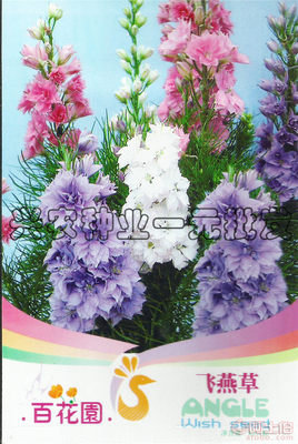 【菜菜芽百花園飛燕草花卉種子家庭園藝陽臺(tái)綠植盆栽四季種植植物花籽】 - 產(chǎn)品庫