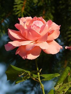花卉攝影作品